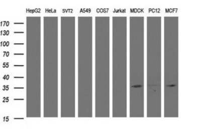 Western Blot: CYB5R1 Antibody (2D10) [NBP2-45649] - Analysis of extracts (35ug) from 9 different cell lines (HepG2: human; HeLa: human; SVT2: mouse; A549: human; COS7: monkey; Jurkat: human; MDCK: canine; PC12: rat; MCF7: human).