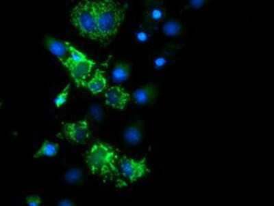 Immunocytochemistry/Immunofluorescence: CYB5R1 Antibody (4B7) [NBP2-01951] Staining of COS7 cells transiently transfected by pCMV6-ENTRY CYB5R1.