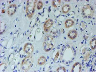 Immunohistochemistry-Paraffin: CYB5R1 Antibody (4B7) [NBP2-01951] - Staining of paraffin-embedded Human Kidney tissue using anti-CYB5R1 mouse monoclonal antibody.