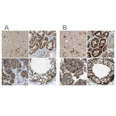 Immunohistochemistry-Paraffin: CYB5R1 Antibody [NBP1-83144] - Staining of human cerebral cortex, kidney, pancreas and testis using Anti-CYB5R1 antibody NBP1-83144 (A) shows similar protein distribution across tissues to independent antibody NBP1-83145 (B).