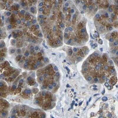 Immunohistochemistry-Paraffin: CYB5R1 Antibody [NBP1-83144] - Staining of human pancreas.