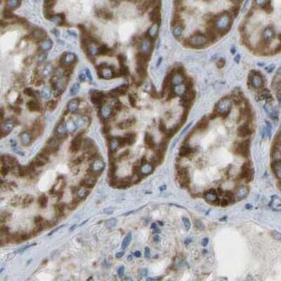 Immunohistochemistry-Paraffin: CYB5R1 Antibody [NBP1-83144] - Staining of human kidney.