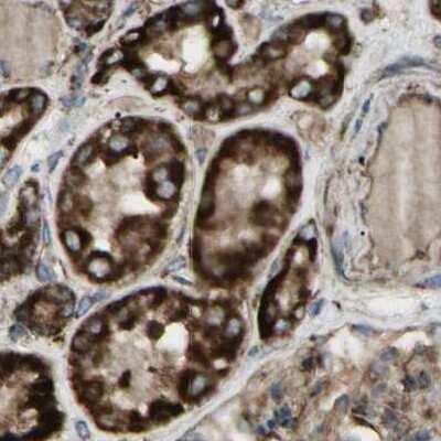 Immunohistochemistry-Paraffin: CYB5R1 Antibody [NBP1-83145] - Staining of human kidney.