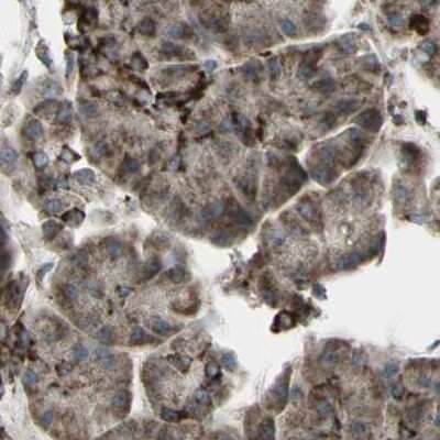 Immunohistochemistry-Paraffin: CYB5R1 Antibody [NBP1-83145] - Staining of human pancreas.