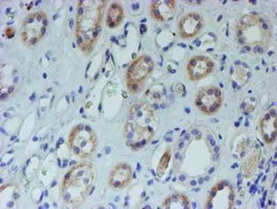 Immunohistochemistry: CYB5R1 Antibody (OTI4B7) - Azide and BSA Free [NBP2-71943] - Staining of paraffin-embedded Human Kidney tissue using anti-CYB5R1 mouse monoclonal antibody.