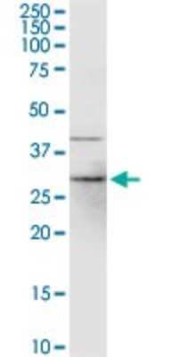 Western Blot: CYB5R1 Antibody [H00051706-D01P] - Analysis of CYB5R1 expression in K-562.