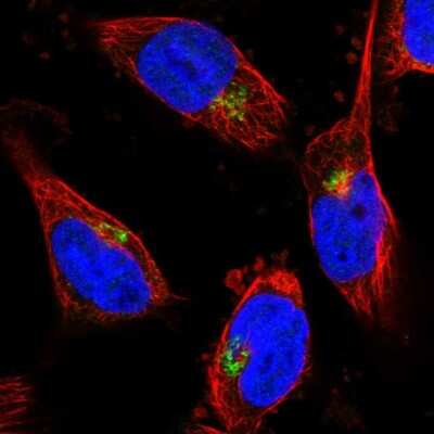 Immunocytochemistry/ Immunofluorescence CYB5R2 Antibody - BSA Free
