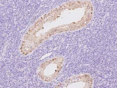 Immunohistochemistry-Paraffin: CYB5R2 Antibody [NBP2-97413] - Immunochemical staining of human CYB5R2 in human testis with rabbit polyclonal antibody at 1:100 dilution, formalin-fixed paraffin embedded sections.