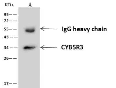 Immunoprecipitation: CYB5R3 Antibody [NBP3-06497] - Lane A:0.5 mg A431 HepG2 HeLa U87MG Whole Cell Lysate4 uL anti-CYB5R3 rabbit polyclonal antibody and 60 ug of Immunomagnetic beads Protein A/G.Primary antibody:Anti-CYB5R3 rabbit polyclonal antibody,at 1:100 dilution Secondary antibody:Goat Anti-Rabbit IgG (H+L)/HRP at 1/10000 dilutionDeveloped using the ECL technique.Performed under reducing conditions.Predicted band size: 34 kDaObserved band size :34 kDa