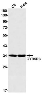 Western Blot: CYB5R3 Antibody (S01-9F3) [NBP3-19614] - Western blot detection of CYB5R3 in C6, Hela cell lysates using NBP3-19614 (1:1000 diluted). Predicted band size: 34kDa. Observed band size: 34kDa.