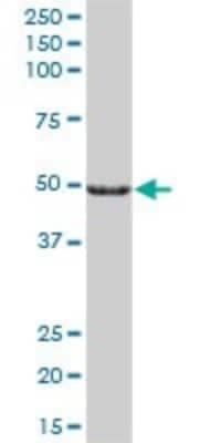Western Blot: CYP27A1 Antibody [H00001593-B01P] - Analysis of CYP27A1 expression in human liver.
