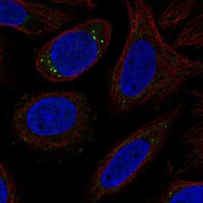 Immunocytochemistry/ Immunofluorescence CYP27C1 Antibody - BSA Free