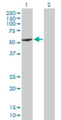 Western Blot: CYP2A7 Antibody [H00001549-B01P] - Analysis of CYP2A7 expression in transfected 293T cell line by CYP2A7 polyclonal antibody.  Lane 1: CYP2A7 transfected lysate(54.34 KDa). Lane 2: Non-transfected lysate.