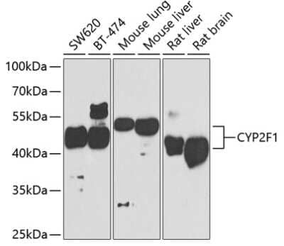 Western Blot CYP2F1 Antibody - BSA Free