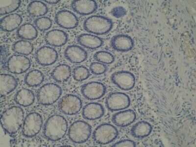 Immunohistochemistry: CYP39A1 Antibody (M30P6D6) [NBP2-50206] - Analysis of a cross section of normal colon mucosa.