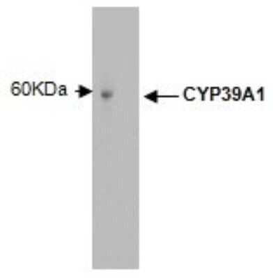 Western Blot CYP39A1 Antibody (M30P6D6) - BSA Free