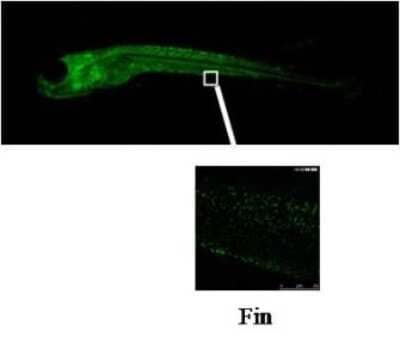 Immunohistochemistry: CYP3C1 Antibody (V12P6F5-E3) [NBP2-50210] - Staining of CYP3C1 using clone V12P6F5 E3 on whole-mount zebrafish embryo