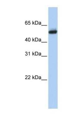 Western Blot CYP4B1 Antibody - BSA Free