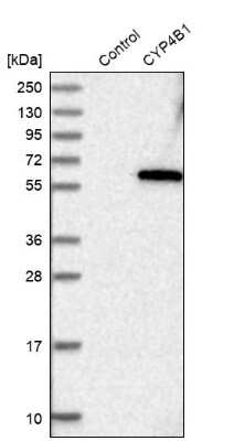 Western Blot CYP4B1 Antibody