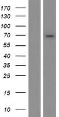 Western Blot: CYP4B1 Overexpression Lysate (Adult Normal) [NBL1-09696] Left-Empty vector transfected control cell lysate (HEK293 cell lysate); Right -Over-expression Lysate for CYP4B1.
