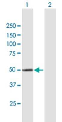 Western Blot: CYP4X1 Antibody [H00260293-B01P] - Analysis of CYP4X1 expression in transfected 293T cell line by CYP4X1 polyclonal antibody.  Lane 1: CYP4X1 transfected lysate(55.99 KDa). Lane 2: Non-transfected lysate.