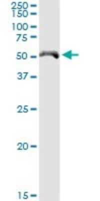 Western Blot: CYP4X1 Antibody [H00260293-D01P] - Analysis of CYP4X1 expression in human kidney.