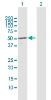 Western Blot: CYP4X1 Antibody [H00260293-D01P] - Analysis of CYP4X1 expression in transfected 293T cell line by CYP4X1 polyclonal antibody.Lane 1: CYP4X1 transfected lysate(58.90 KDa).Lane 2: Non-transfected lysate.