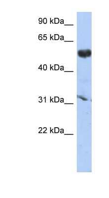 Western Blot: CYP4X1 Antibody [NBP1-62382] - PANC1 cell lysate, concentration 0.2-1 ug/ml.