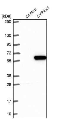 Western Blot CYP4X1 Antibody