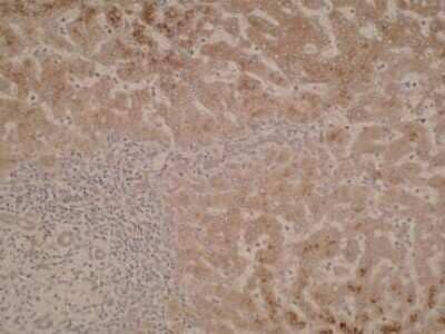 Immunohistochemistry: CYP51A1 Antibody (N6-P2H5-G8) [NBP2-50216] - Staining of CYP51A1 in liver tissue.