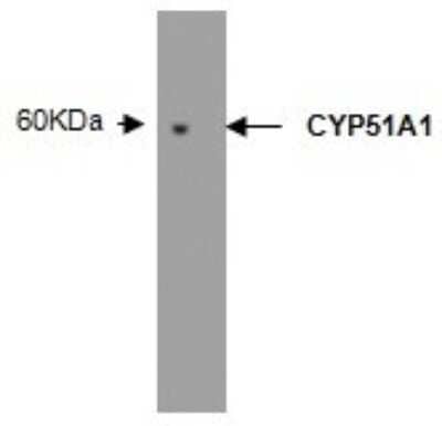 Western Blot: CYP51A1 Antibody (N6-P2H5-G8) [NBP2-50216] - Shows detection of a 60 kDa band.