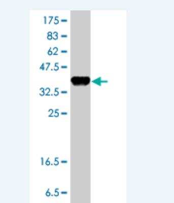 Western Blot: CYP51A1 Antibody [H00001595-A01] - Detection against Immunogen (37.11 KDa) .