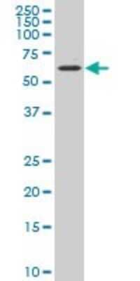 Western Blot: CYP7B1 Antibody [H00009420-A01] - Analysis of CYP7B1 expression in NIH/3T3 (Cat # L018V1).