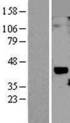 Western Blot Cyr61/CCN1 Overexpression Lysate