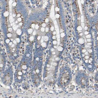 Immunohistochemistry-Paraffin: CYREN Antibody [NBP1-82120] - Staining of human duodenum shows strong granular cytoplasmic positivity in glandular cells.