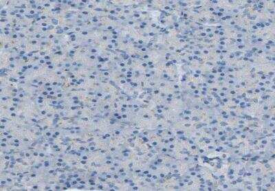 Immunohistochemistry-Paraffin: CYREN Antibody [NBP1-82120] - Staining of human pancreas shows no postivity in exocrine glandular cells as expected. 