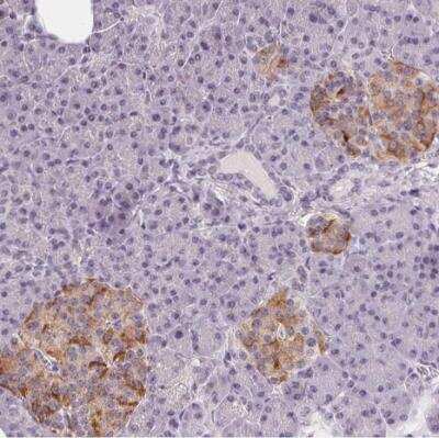 Immunohistochemistry-Paraffin: CYRPTIC/CFC1 Antibody [NBP2-14473] - Staining of human pancreas shows moderate cytoplasmic positivity in islets of Langerhans.