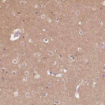 Immunohistochemistry-Paraffin: CYRPTIC/CFC1 Antibody [NBP2-14473] - Staining of human cerebral cortex shows moderate cytoplasmic positivity in neuropil.