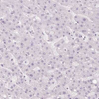 Immunohistochemistry-Paraffin: CYRPTIC/CFC1 Antibody [NBP2-14473] - Staining of human liver shows no positivity in hepatocytes as expected.