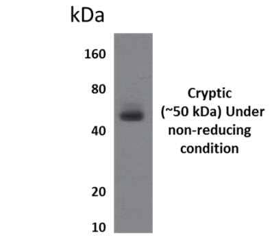 Western Blot: CYRPTIC/CFC1 Antibody (MM0205-8D12) [NBP2-12209] - Lysats of HEK293 cells overexpressing human CYRPTIC/CFC1 protein.