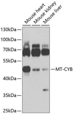 Western Blot: CYTB Antibody [NBP3-05590] - Western blot analysis of extracts of various cell lines, using CYTB antibody (NBP3-05590) at 1:1000 dilution. Secondary antibody: HRP Goat Anti-Rabbit IgG (H+L) at 1:10000 dilution. Lysates/proteins: 25ug per lane. Blocking buffer: 3% nonfat dry milk in TBST. Detection: ECL Basic Kit. Exposure time: 1s.