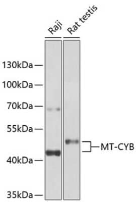 Western Blot: CYTB Antibody [NBP3-05590] - Western blot analysis of extracts of various cell lines, using CYTB antibody (NBP3-05590) at 1:1000 dilution. Secondary antibody: HRP Goat Anti-Rabbit IgG (H+L) at 1:10000 dilution. Lysates/proteins: 25ug per lane. Blocking buffer: 3% nonfat dry milk in TBST. Detection: ECL Basic Kit. Exposure time: 5s.