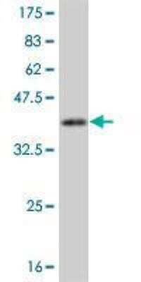 Western Blot: CaM Kinase I Antibody (2B6) [H00008536-M02] - Detection against Immunogen (37.11 KDa).