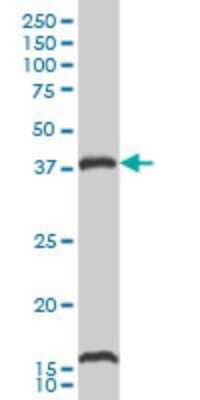 Western Blot: CaM Kinase I Antibody (2B6) [H00008536-M02] - CAMK1 monoclonal antibody (M02), clone 2B6 Analysis of CAMK1 expression in HepG2.