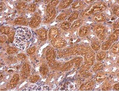 Immunohistochemistry-Paraffin: CaM Kinase I Antibody [NBP2-15683] - Paraffin-embedded mouse kidney.  CaMK1 antibody [N2C3] dilution: 1:500