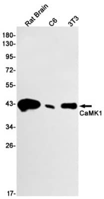 Western Blot: CaM Kinase I Antibody (S06-7C4) [NBP3-19540] - Western blot detection of CaM Kinase I in Rat Brain, C6, 3T3 cell lysates using NBP3-19540 (1:1000 diluted). Predicted band size: 41kDa. Observed band size: 41kDa.