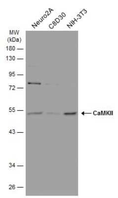 Western Blot: CaM Kinase II Antibody (GT4811) [NBP3-13508] - Various whole cell extracts (30 ug) were separated by 10% SDS-PAGE, and the membrane was blotted with CaM Kinase II antibody (NBP3-13508) diluted at 1:500. The HRP-conjugated anti-mouse IgG antibody (NBP2-19382) was used to detect the primary antibody.