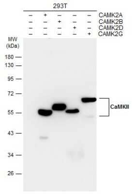 Western Blot: CaM Kinase II Antibody (GT4811) [NBP3-13508] - Non-transfected (-) and transfected (+) 293T whole cell extracts (30 ug) were separated by 10% SDS-PAGE, and the membrane was blotted with CaM Kinase II antibody [GT4811] (NBP3-13508) diluted at 1:5000. The HRP-conjugated anti-mouse IgG antibody (NBP2-19382) was used to detect the primary antibody.