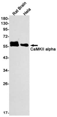 Western Blot: CaM Kinase II alpha Antibody (S09-9E5) [NBP3-19589] - Western blot detection of CaM Kinase II alpha in Rat Brain, Hela cell lysates using NBP3-19589 (1:1000 diluted). Predicted band size: 54kDa. Observed band size: 54kDa.