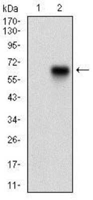 Western Blot: CaM Kinase II gamma Antibody (6A4A10) [NBP2-37269] - Western blot analysis using CAMK2G mAb against HEK293 (1) and CAMK2G (AA: 322-481)-hIgGFc transfected HEK293 (2) cell lysate.